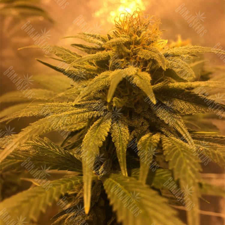 семена конопли дешево Russian Doll feminised Kannabia Seeds семена конопли дешево Russian Doll feminised Kannabia Seeds
