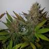 семена конопли в фирменной упаковке Russian Doll feminised Kannabia Seeds семена конопли в фирменной упаковке Russian Doll feminised Kannabia Seeds