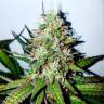 семена конопли интернет магазин Russian Doll feminised Kannabia Seeds семена конопли интернет магазин Russian Doll feminised Kannabia Seeds