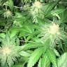 семена конопли f1 в оригинальной упаковке Russian Doll feminised Kannabia Seeds семена конопли f1 в оригинальной упаковке Russian Doll feminised Kannabia Seeds