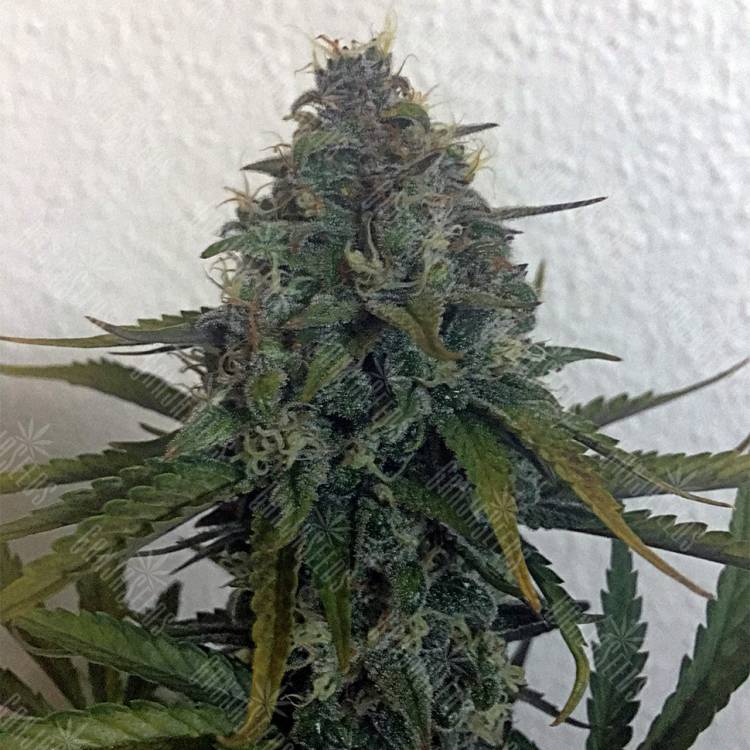 семена индийской конопли Auto Blue Cheese feminised Royal Queen