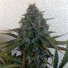 семена индийской конопли Auto Blue Cheese feminised Royal Queen