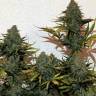 семена конопли интернет магазин Auto Blue Cheese feminised Royal Queen