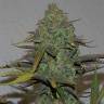 семена конопли f1 в оригинальной упаковке Auto Blue Cheese feminised Royal Queen