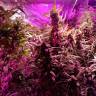 мощные семена конопли Auto Big Devil feminised Sweet Seeds