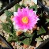 Семена кактусов Ariocarpus fissuratus var. hintonii