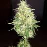 качественные семена конопли Amnesia Gold feminised