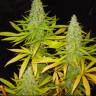 семена конопли купить онлайн Auto Great White Shark regular