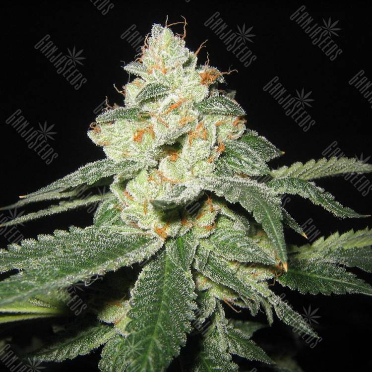 семена конопли элитных сортов Auto Great White Shark regular