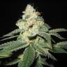 семена конопли элитных сортов Auto Great White Shark regular