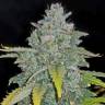 заказать семена конопли в рф Auto Blue Dream feminised