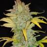 семена конопли онлайн Auto Blue Dream feminised