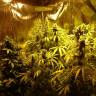 семена сортовой конопли Burabay feminised Bang Seeds