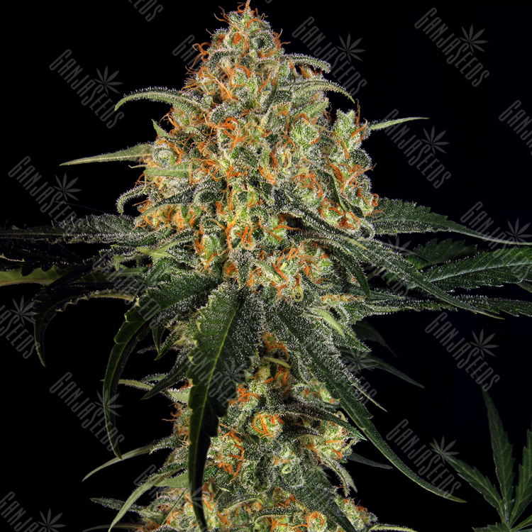 Sweet Tooth regular Ganja Seeds Sweet Tooth regular Ganja Seeds