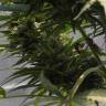 мощные семена конопли Sweet Tooth regular Ganja Seeds мощные семена конопли Sweet Tooth regular Ganja Seeds