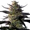 заказ семян конопли Москва Blueberry OG feminised Barneys Farm