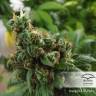 семена конопли курьером Orange Hill Special regular Dutch Passion Seeds