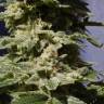 урожайные семена конопли Original Berry feminised Kannabia Seeds