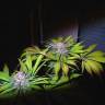 семена конопли в оригинальных упаковках Original Berry feminised Kannabia Seeds
