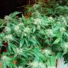 семена конопли недорого Original Berry feminised Kannabia Seeds