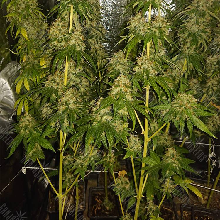 семена культурной конопли купить Indoor Mix regular Nirvana Seeds семена культурной конопли купить Indoor Mix regular Nirvana Seeds