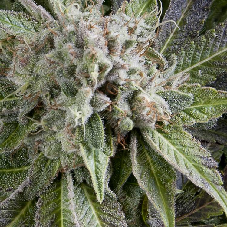 семена конопли дешево Auto Blue Pyramid feminised Pyramid Seeds семена конопли дешево Auto Blue Pyramid feminised Pyramid Seeds