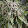 семена конопли дешево Auto Blue Pyramid feminised Pyramid Seeds семена конопли дешево Auto Blue Pyramid feminised Pyramid Seeds