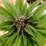 семена конопли в фирменной упаковке Auto Black Cream feminised Sweet Seeds