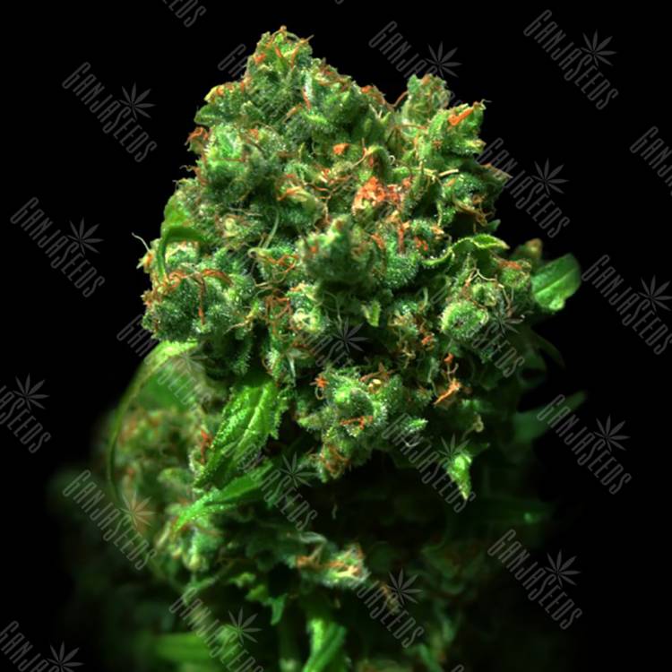 семена конопли в фирменной упаковке Cheese (Love Peace) feminised VIP Seeds семена конопли в фирменной упаковке Cheese (Love Peace) feminised VIP Seeds