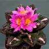 Недорогие семена кактуса Ariocarpus fissuratus Недорогие семена кактуса Ariocarpus fissuratus