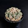 Заказать недорогие семена кактуса Ariocarpus fissuratus Заказать недорогие семена кактуса Ariocarpus fissuratus