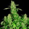 семена конопли индика Chronic feminised