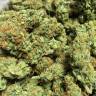семена конопли для выращивания Chronic feminised