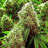 заказ семян конопли Москва Chronic feminised