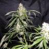 заказ семян конопли Москва Auto Sweet Mango regular
