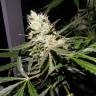 семена конопли для посадки купить Auto Sweet Mango regular