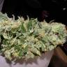 семена конопли курьером Auto Sweet Mango regular