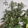семена конопли марихуаны Auto Sweet Mango regular