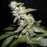 семена конопли аутдор Auto Sweet Mango regular