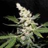 семена конопли в интернете Auto Sweet Mango regular