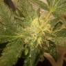 семена конопли автоцвет Auto AK x Somango feminised