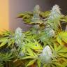 хорошие семена конопли Auto AK x Somango feminised