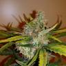 где заказать семена конопли Auto Chronic Ryder feminised где заказать семена конопли Auto Chronic Ryder feminised