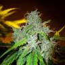конопля семена сорта заказать White Blueberry Pie feminised