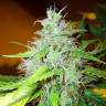 хорошие семена конопли White Blueberry Pie feminised