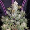 семена конопли почтой Auto Fast Bud regular