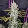 заказать качественные семена конопли Auto Fast Bud regular