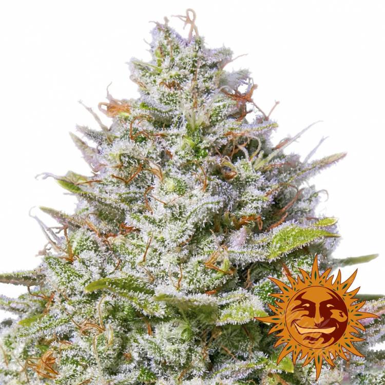 семена конопли в России Blue Gelato 41 feminised Barneys Farm семена конопли в России Blue Gelato 41 feminised Barneys Farm