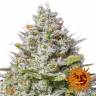 семена конопли в России Blue Gelato 41 feminised Barneys Farm семена конопли в России Blue Gelato 41 feminised Barneys Farm