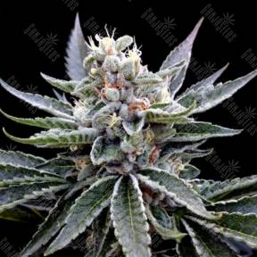 Florida Gold feminised DNA Genetics